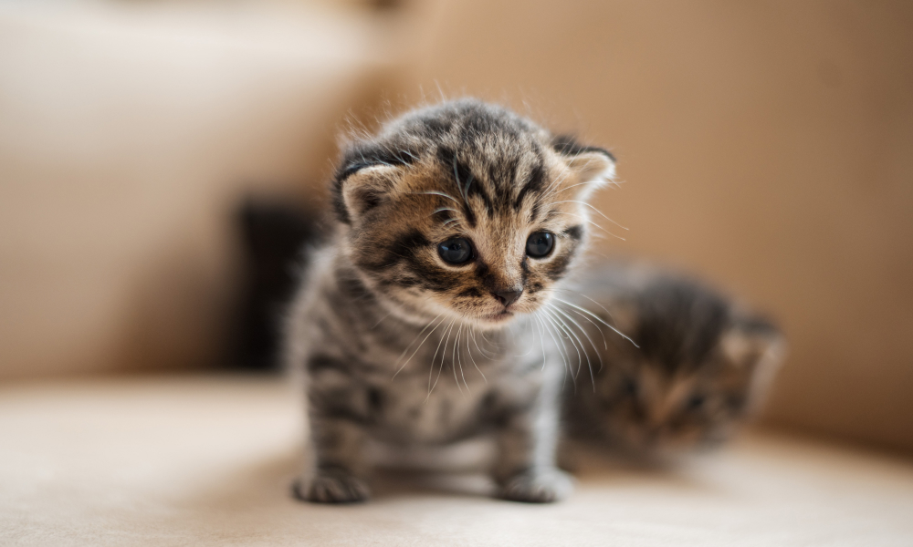 部屋を見渡す子猫