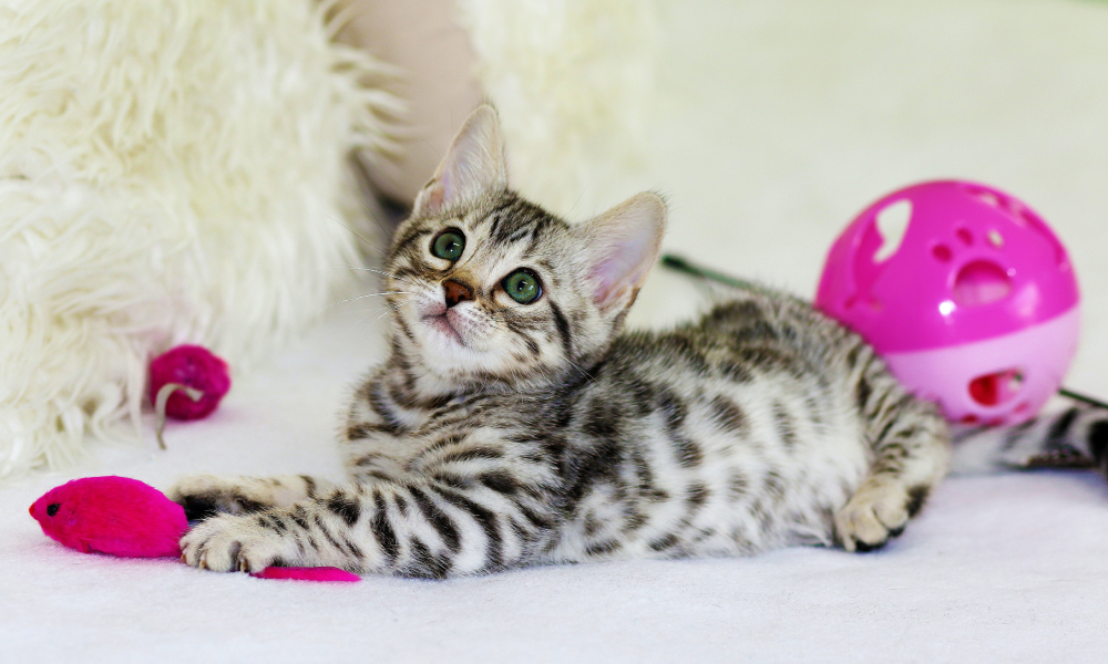 おもちゃで遊ぶ子猫