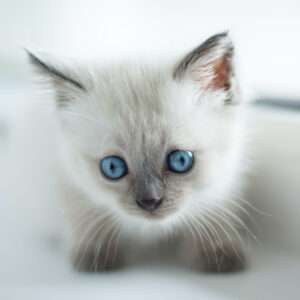 子猫を迎えた初日にやるべきこととやってはいけないこと