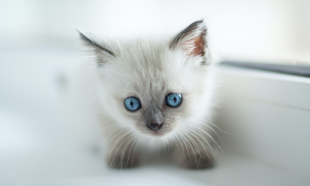 子猫を迎えた初日にやるべきこととやってはいけないこと