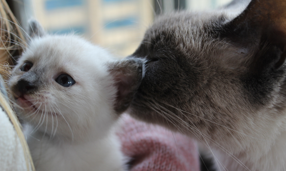 お母さん猫と触れあう子猫