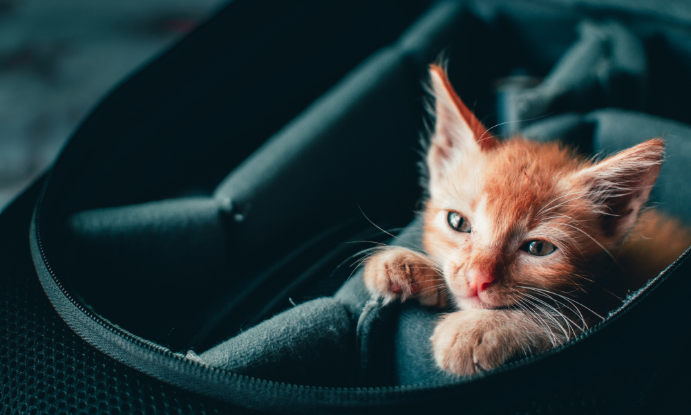 キャリーバッグに入る子猫