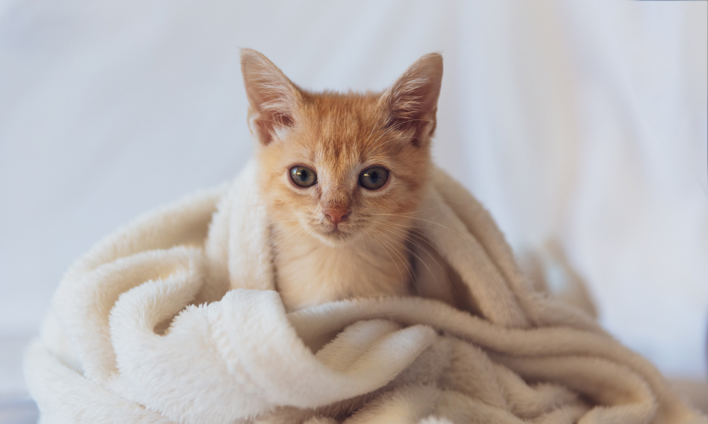 毛布にくるまる子猫