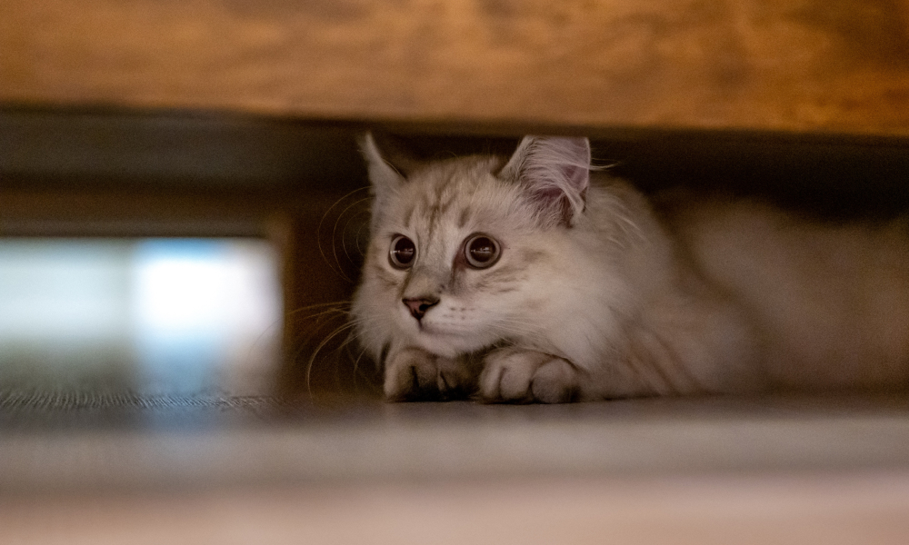 ソファーの下に隠れる子猫