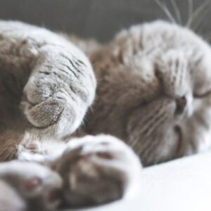 猫の爪が落ちているけど大丈夫？猫の爪が剥がれる理由を解説