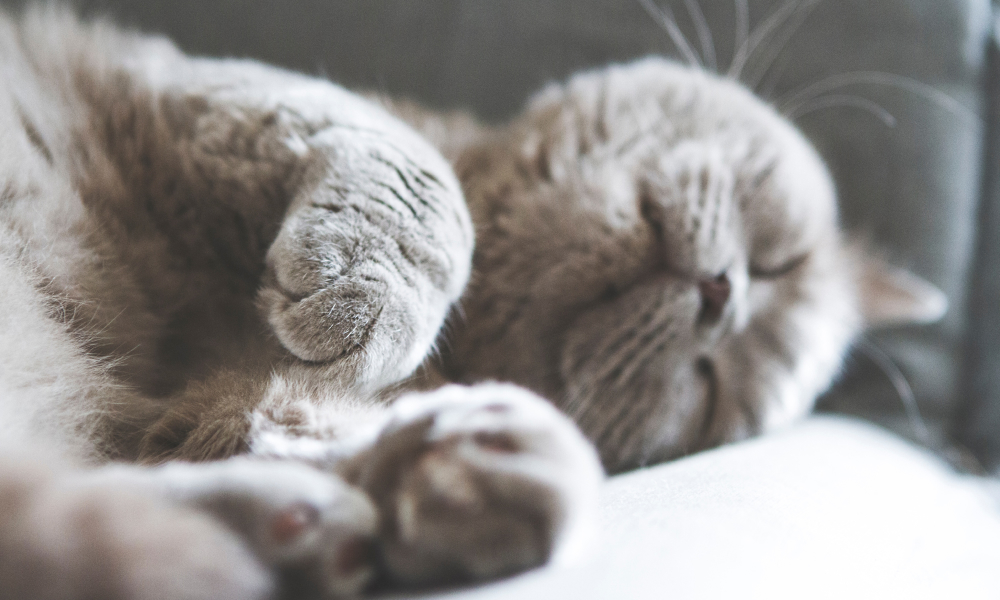 猫の爪が落ちているけど大丈夫？猫の爪が剥がれる理由を解説