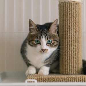 猫にケージは必要？おすすめのケージの選び方を紹介