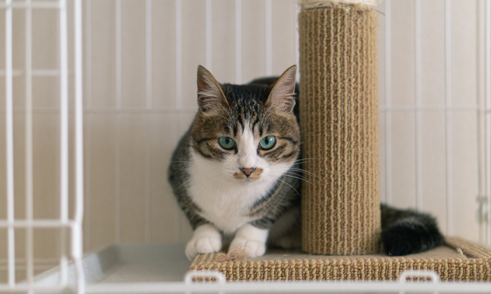 猫にケージは必要？おすすめのケージの選び方を紹介