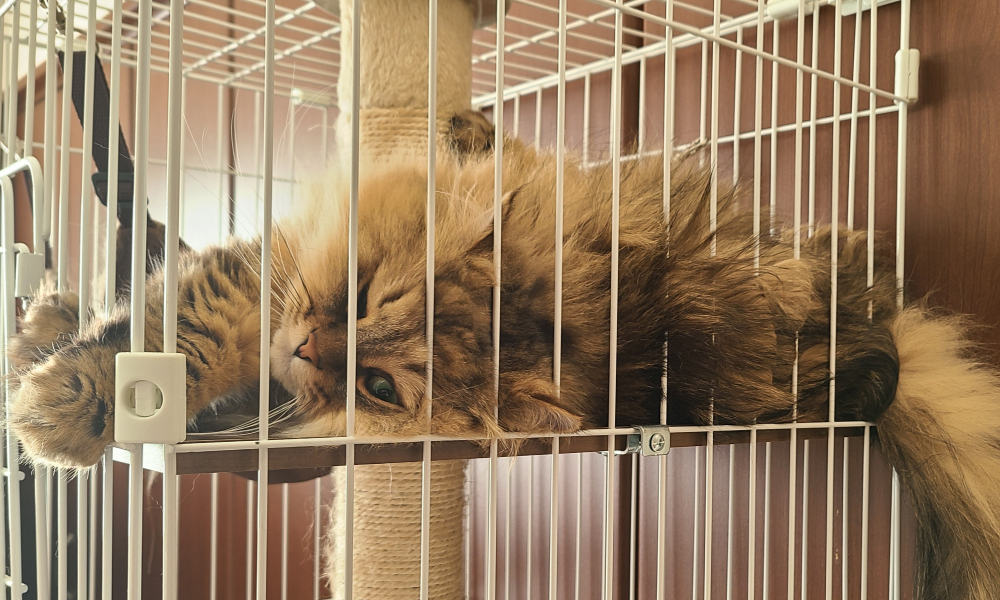 ケージでくつろぐ猫