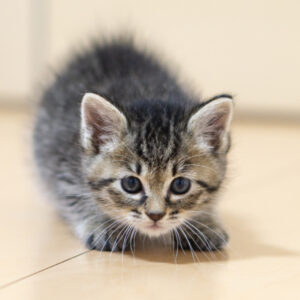 猫の運動会？猫がズーミーズになる理由と気をつけるべきこと