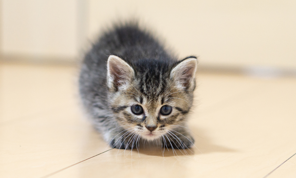 猫の運動会？猫がズーミーズになる理由と気をつけるべきこと