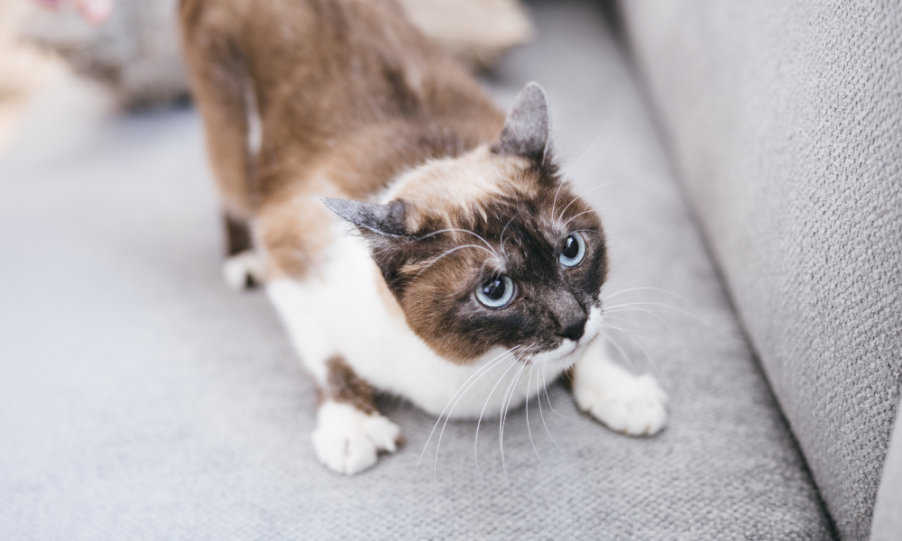 ズーミーズになっている猫