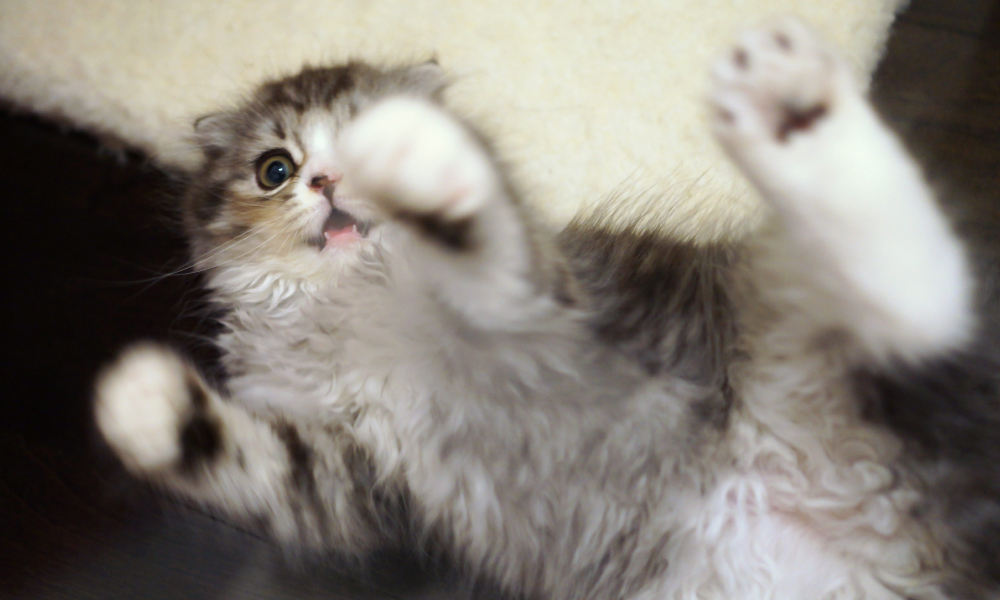 エネルギーが爆発している子猫