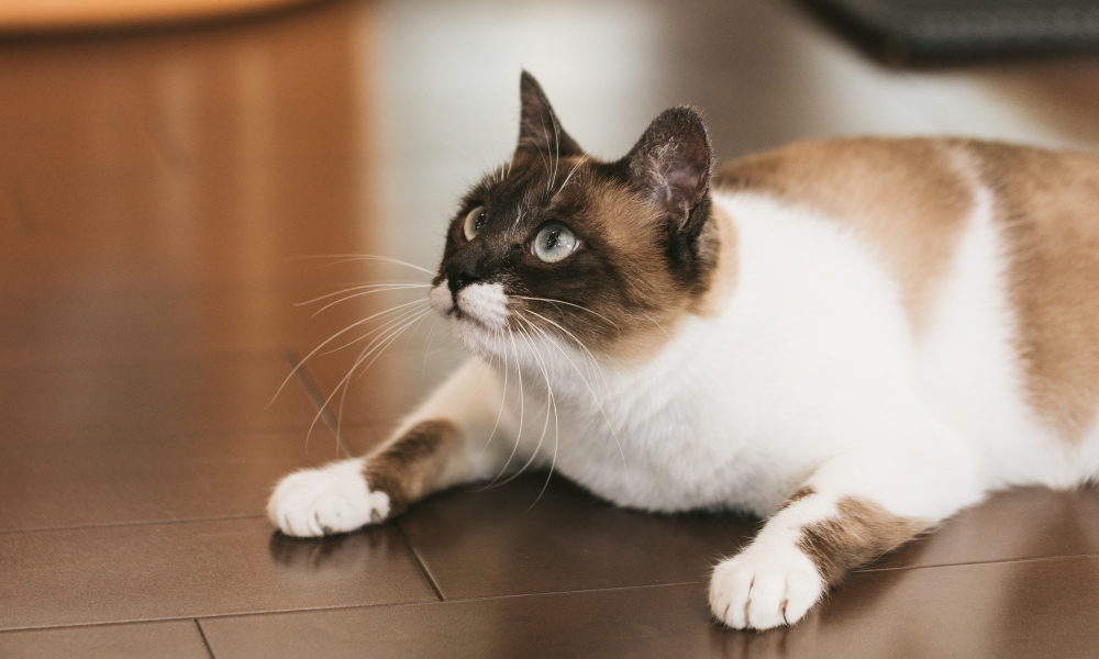 警戒している猫