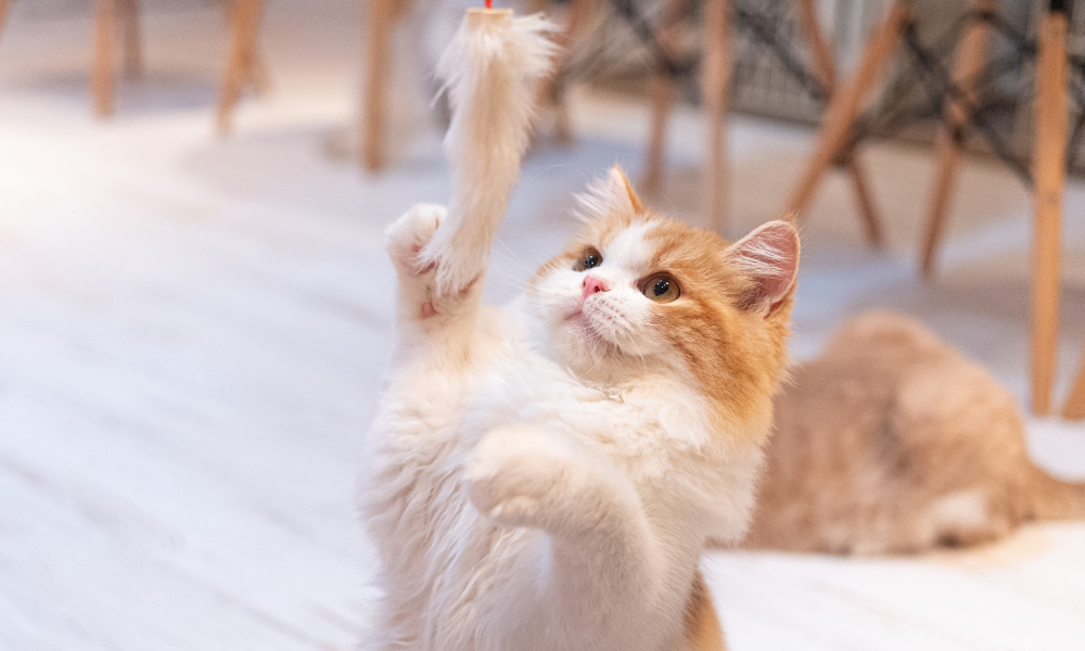 猫じゃらしで遊ぶ子猫