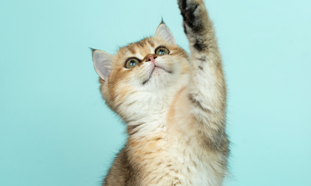 もし猫がトイレの猫砂を食べしまったらどうする？原因と対策についても紹介