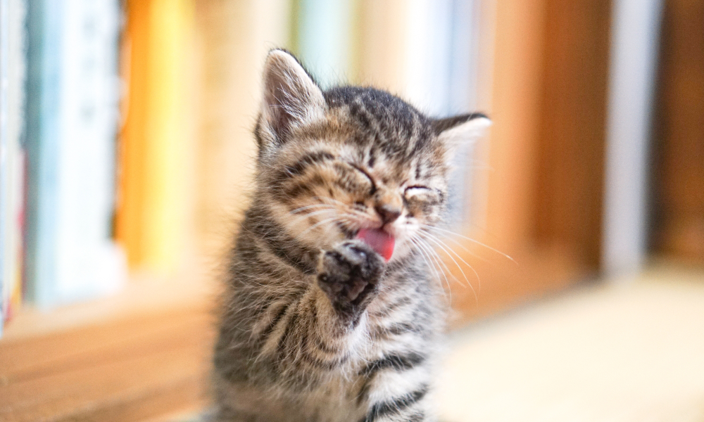 手をなめる子猫