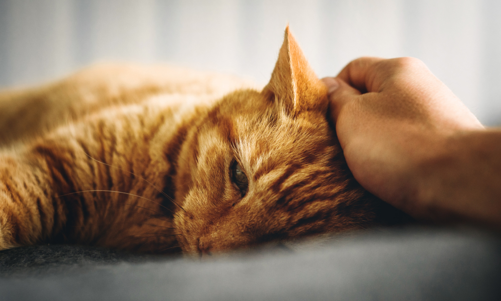 飼い主に頭を撫でられている猫