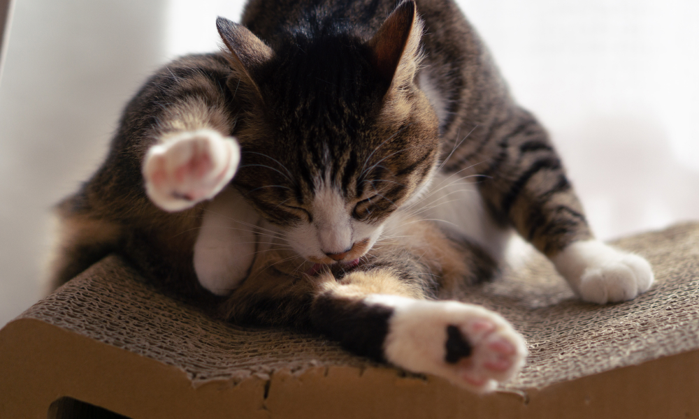 自分の股を舐める猫