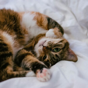 猫がゴロゴロと喉を鳴らす理由とその仕組みを解説