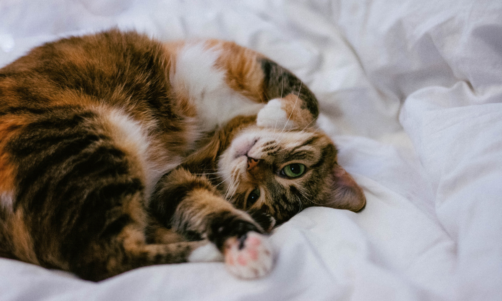 猫がゴロゴロと喉を鳴らす理由とその仕組みを解説