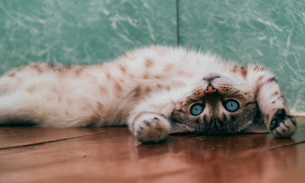 飼い主にお腹を見せる子猫