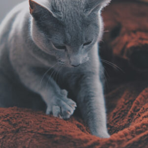 猫がふみふみをする理由といつまでするのかについても解説