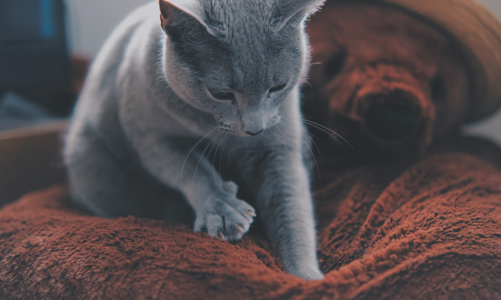 猫がふみふみをする理由といつまでするのかについても解説