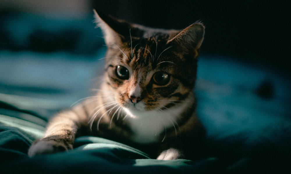 ふみふみをする子猫