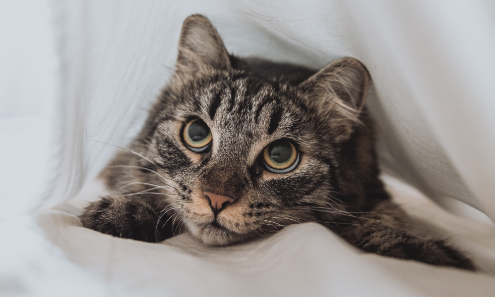 上目遣いでふみふみをする猫