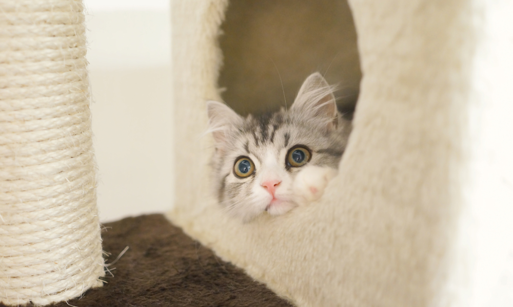 猫にキャットタワーは必要？おすすめの選び方と代替手段も紹介