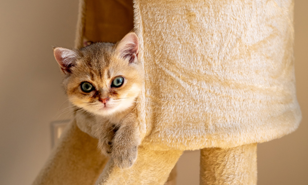 キャットタワーでくつろぐ子猫