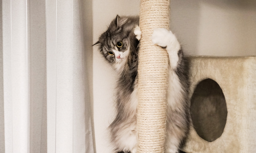 キャットタワーにしがみつく子猫