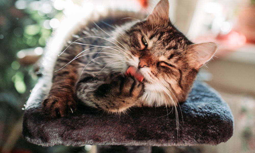 キャットタワーで毛づくろいをする猫