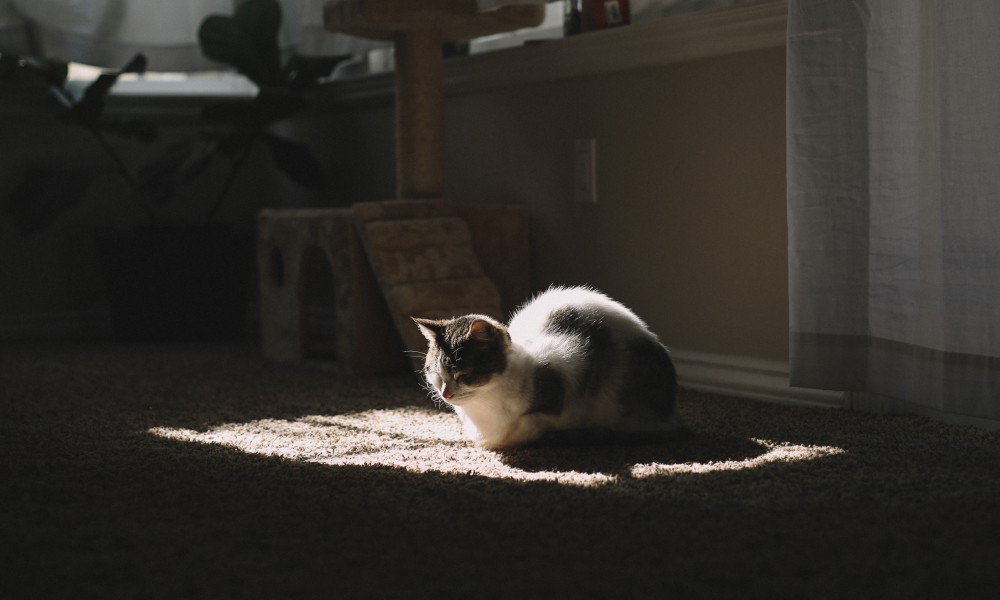 キャットタワーの側で寝る猫