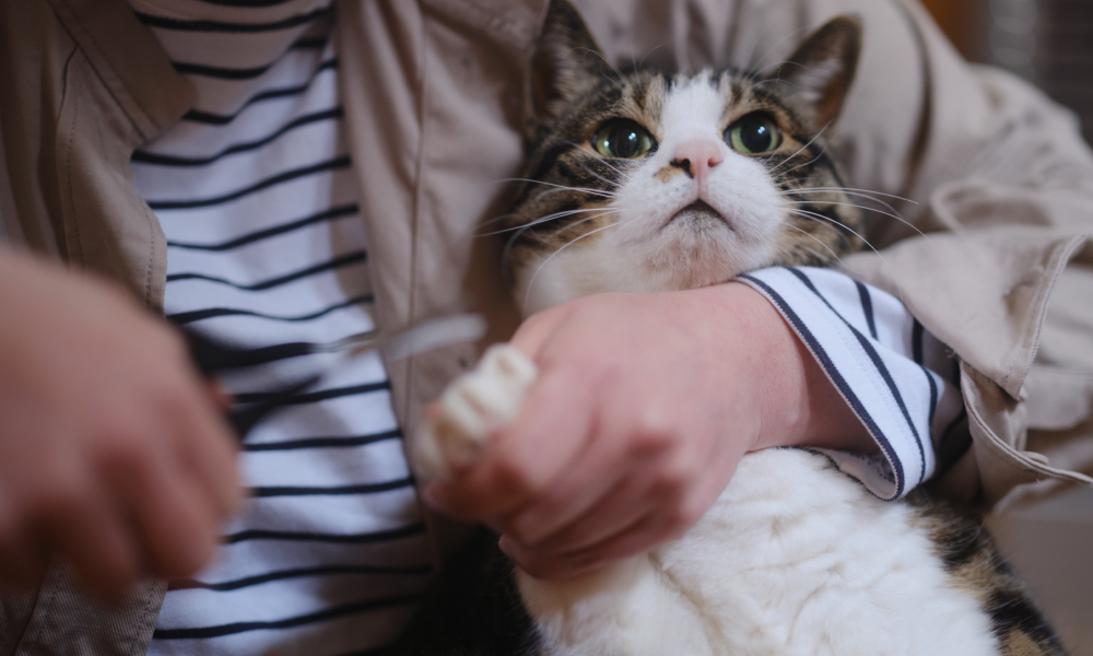 猫の爪切りのやり方と嫌がる場合の対策を解説