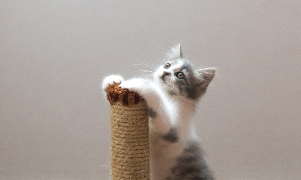 爪研ぎで爪を研ぐ子猫