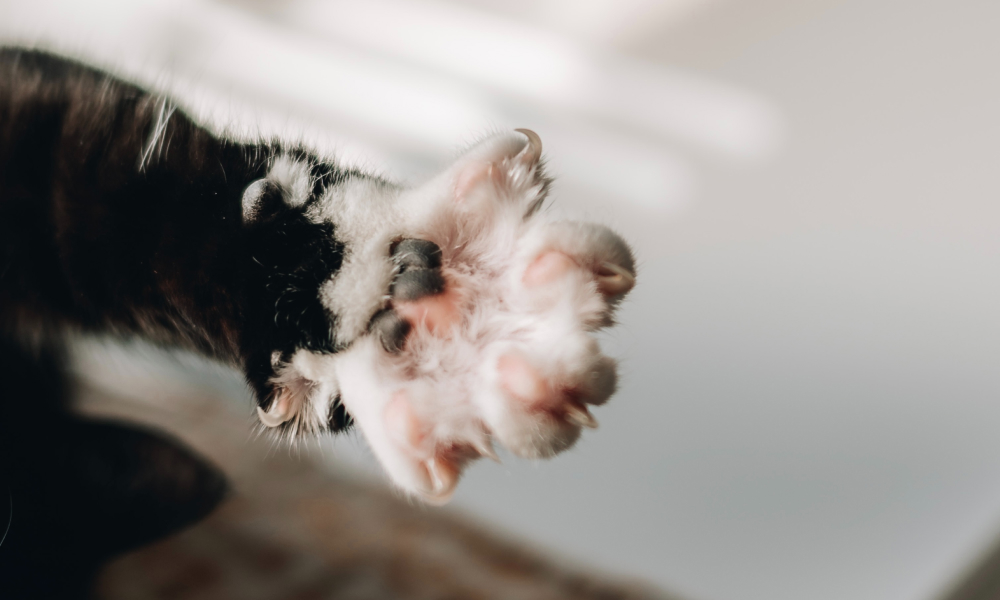 爪が伸びた猫の手