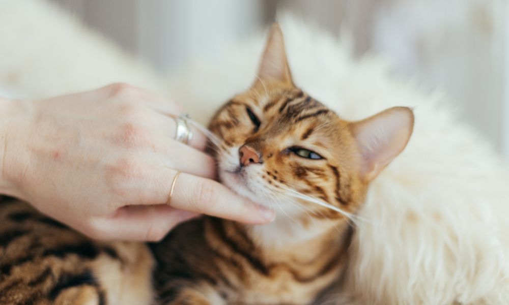 飼い主と触れ合う猫